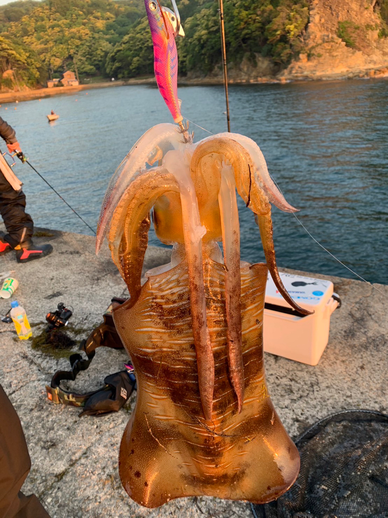 2.47キロ新記録アオリイカ^_^