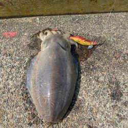 爆釣　三目達成