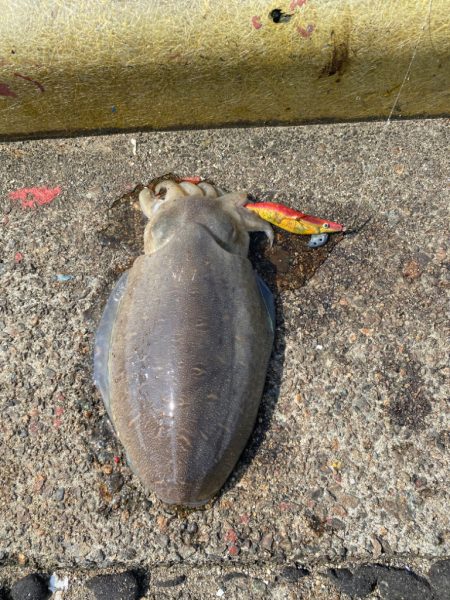 爆釣　三目達成