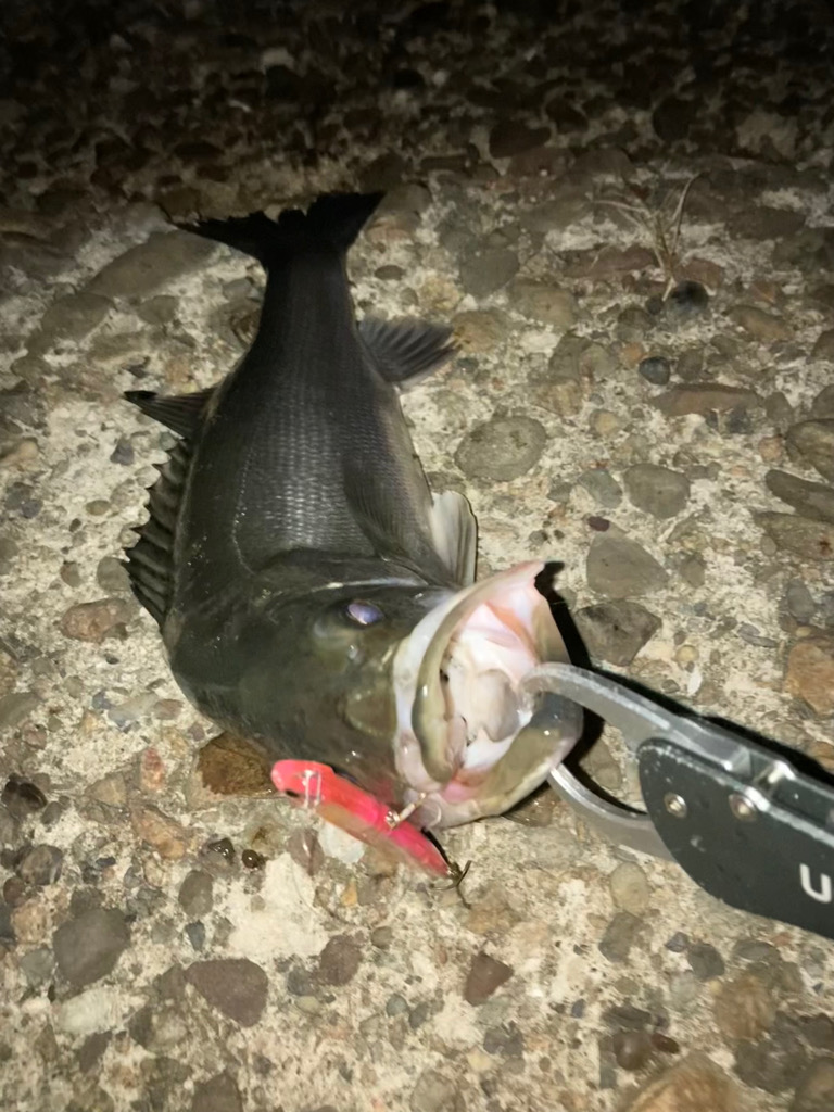 ⭐️リベンジ成功