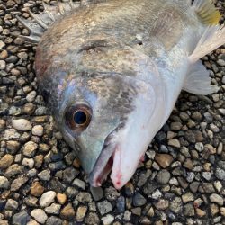 キビレの活性高いです