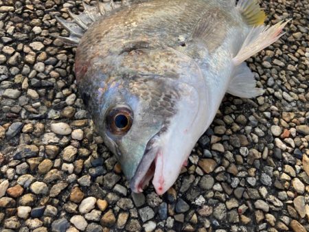 キビレの活性高いです