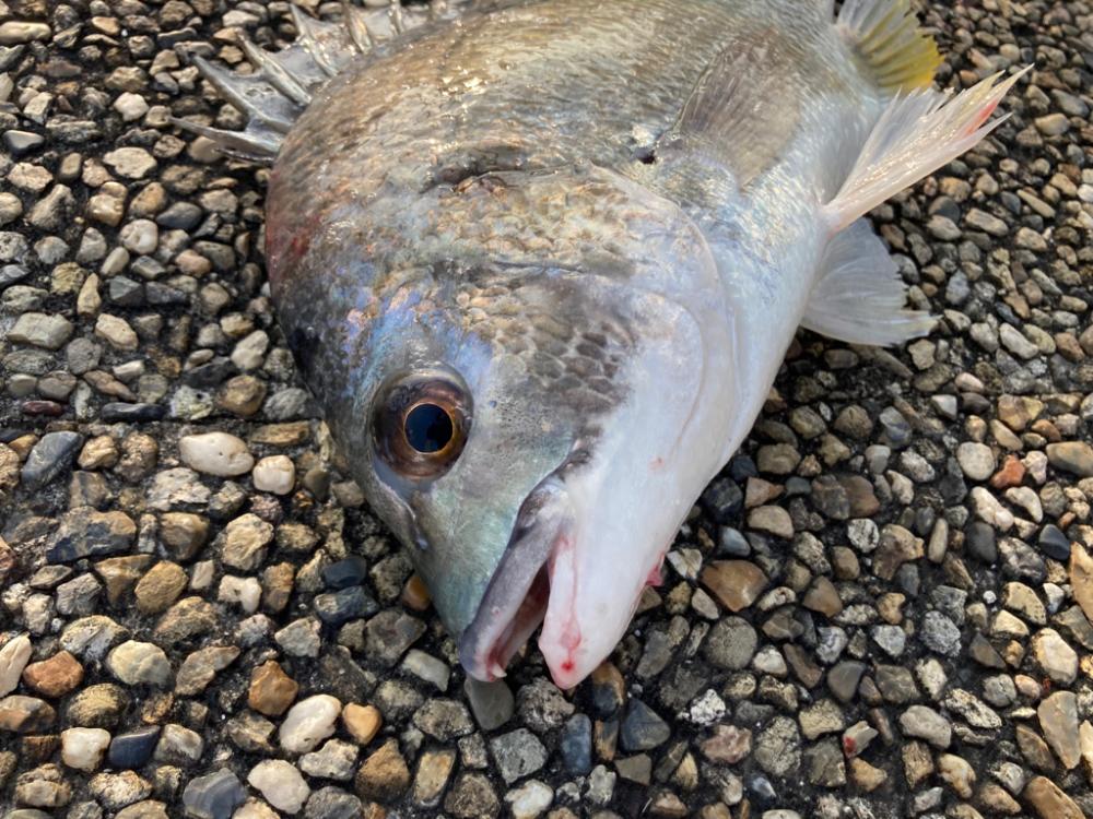 キビレの活性高いです