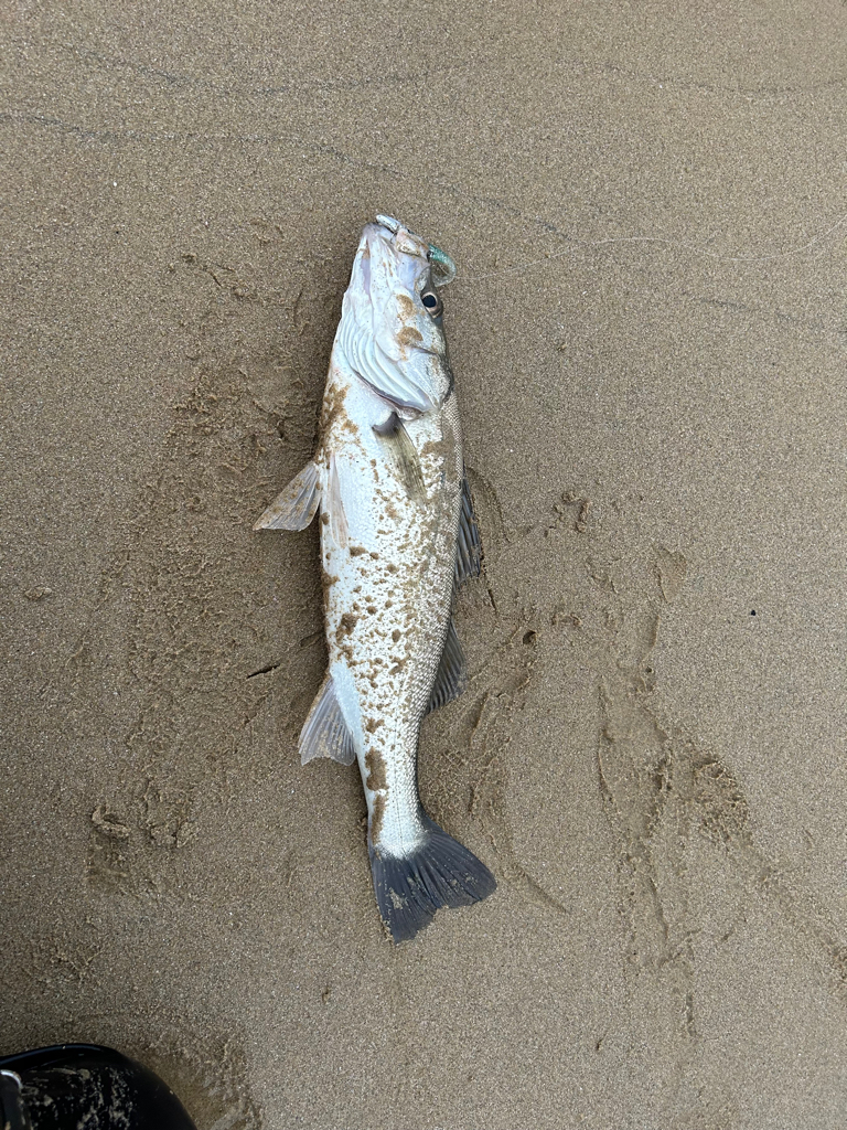 久々のデイシーバスキャッチ