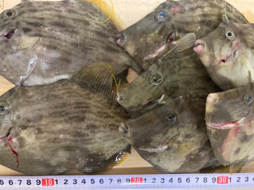 大島投げカワハギ