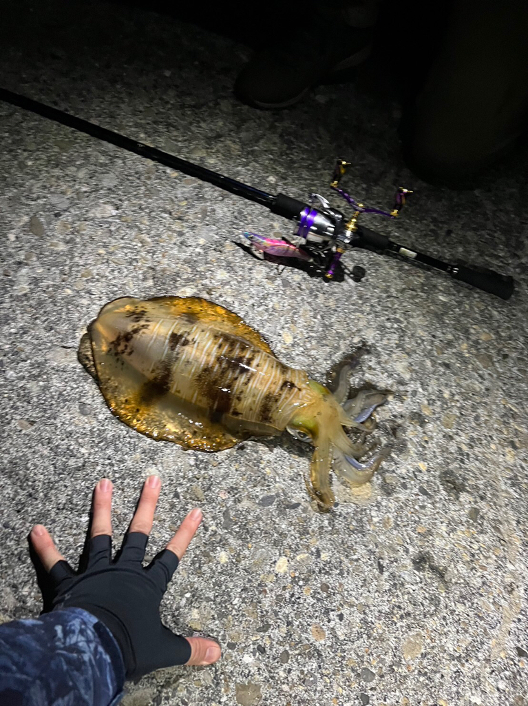 久々のエギング