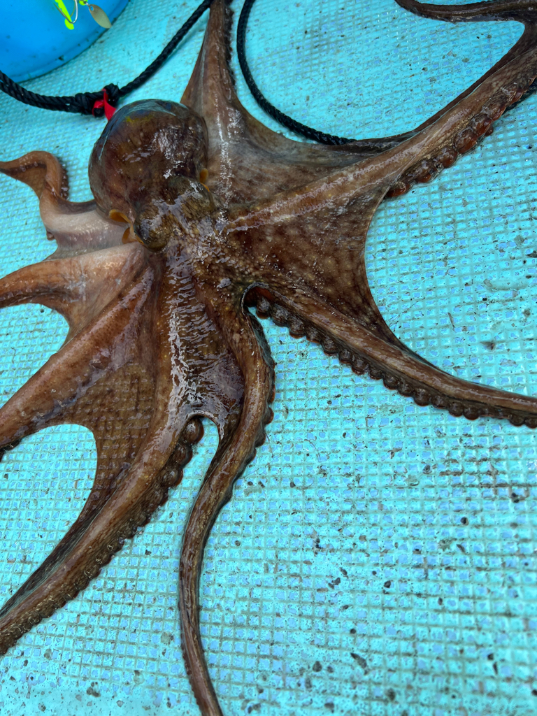 明石タコ開幕戦🐙