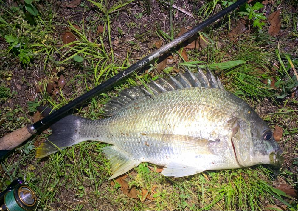 バチ抜け&チニング