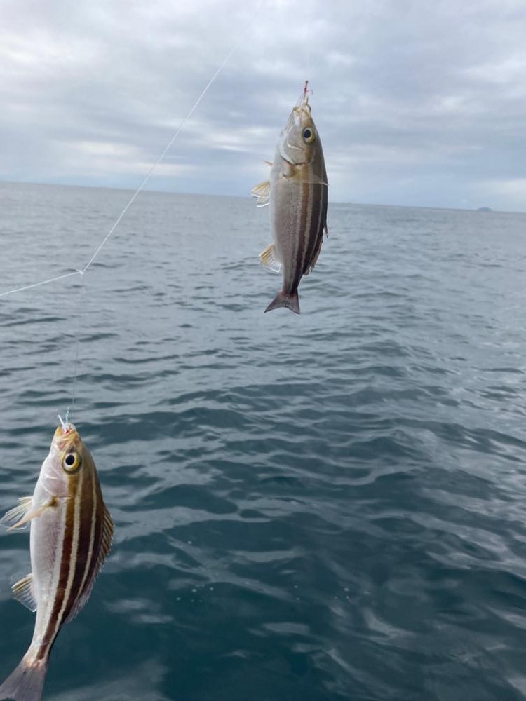 イサキ、イカメタル