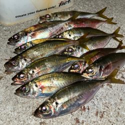 ナイトキス&餌アジング