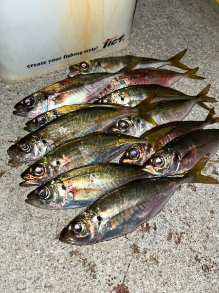 ナイトキス&餌アジング