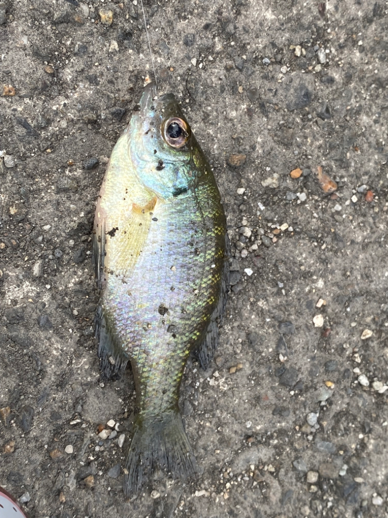 ペン竿フィッシング