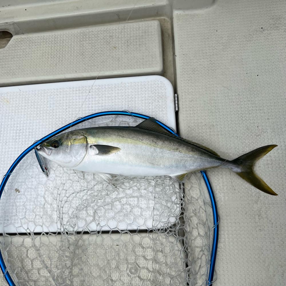 ハマチ/キャスティング