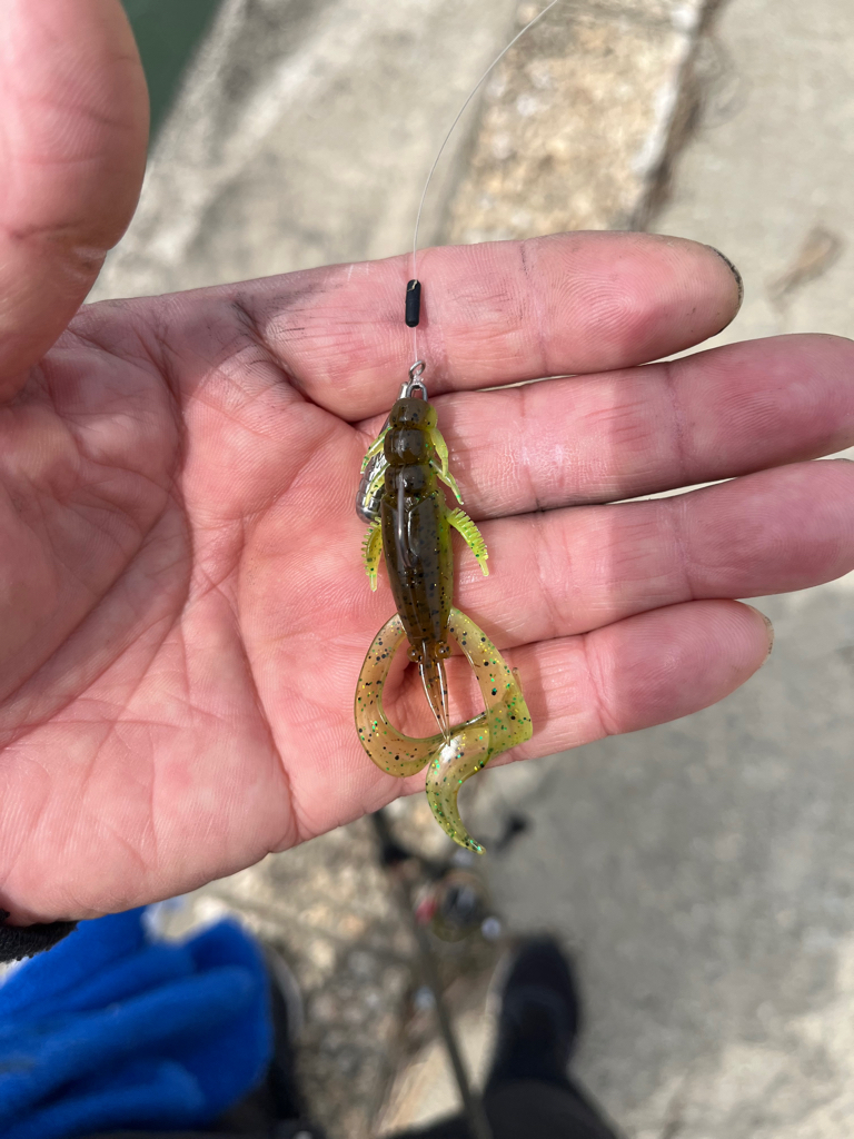 今日は武庫川でチニング!