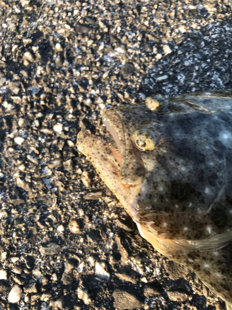 今季 初フラット!