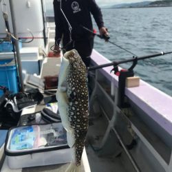 室津の夏フグ調査