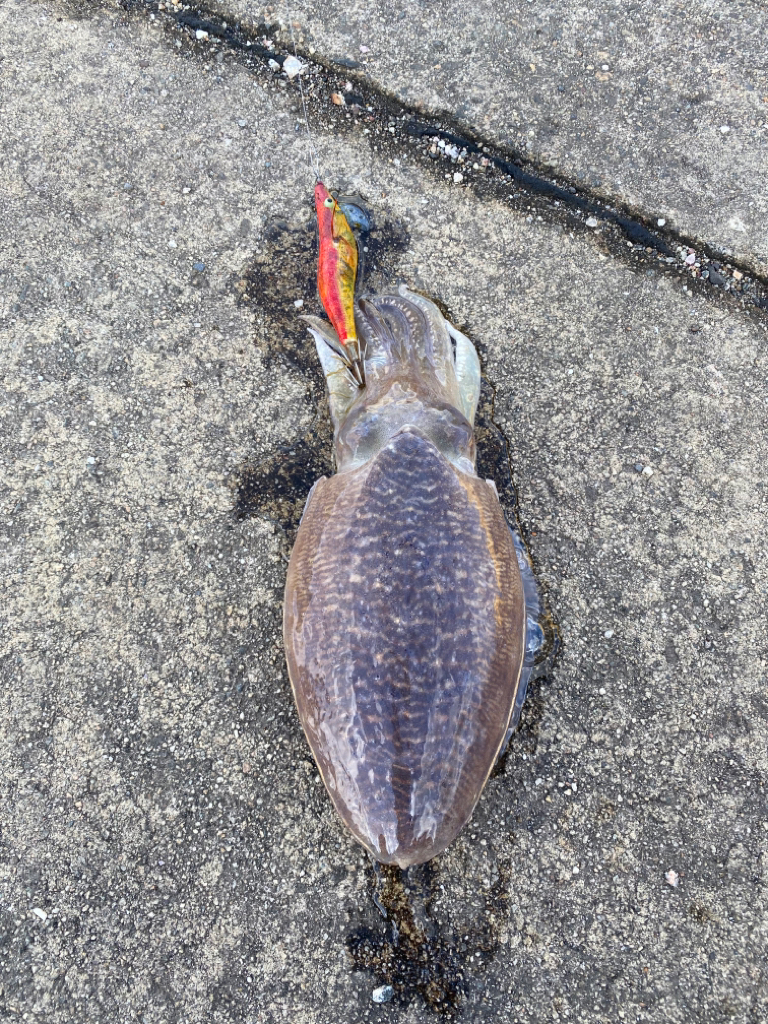 カミナリコウイカ