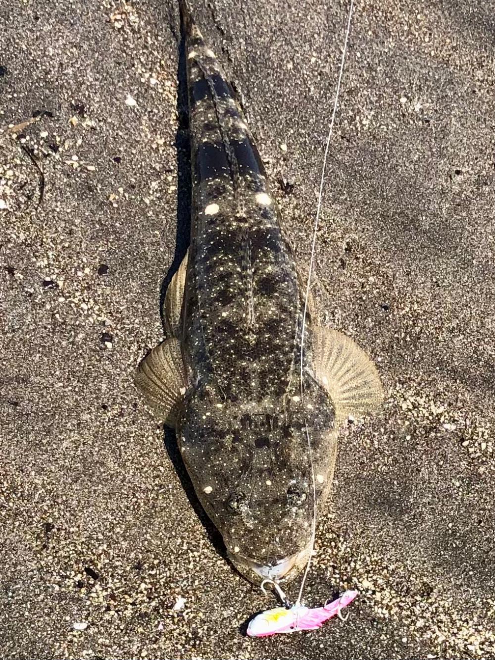 型はまだ(マゴチ)