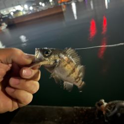 姫路ライトゲーム