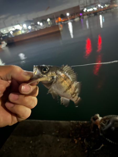 姫路ライトゲーム