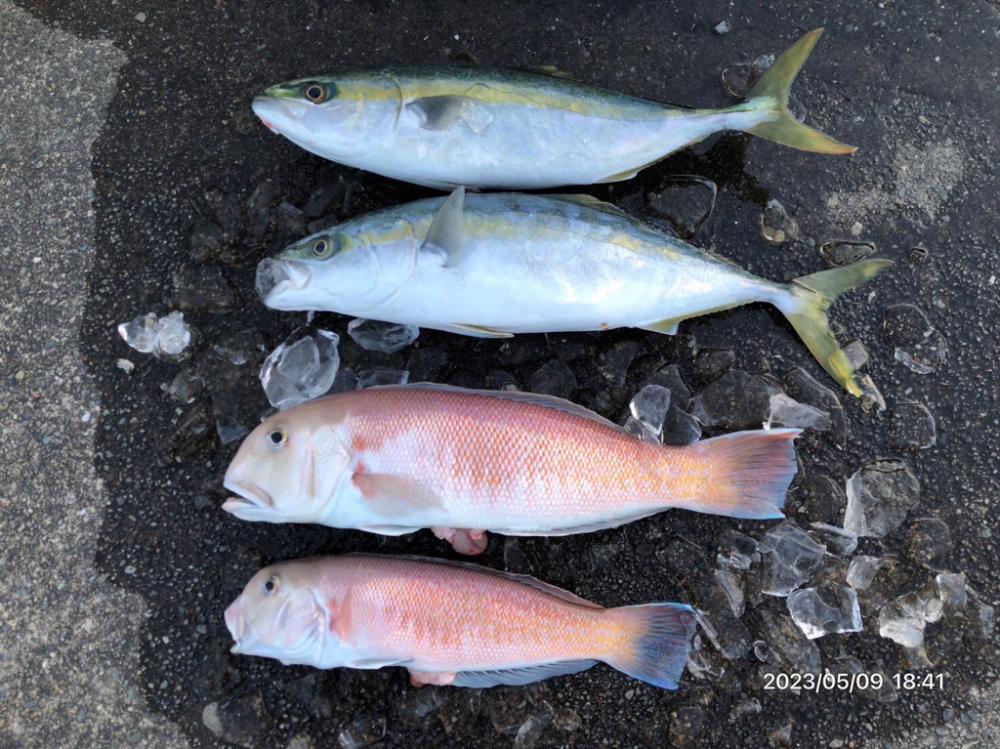 5/9 橘湾〜伊島ジギング&タイラバ