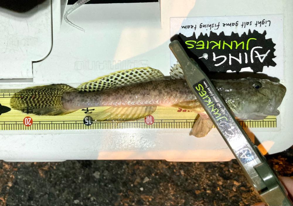 今夜もアジ探し！