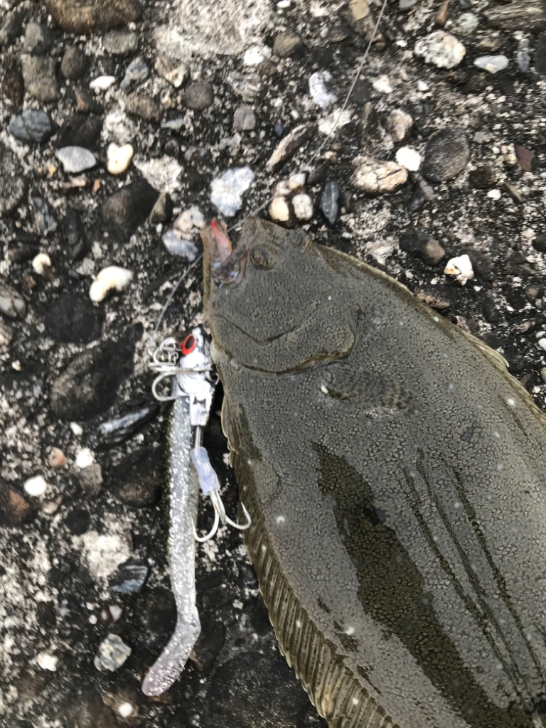 ソゲでもヒラメったい！