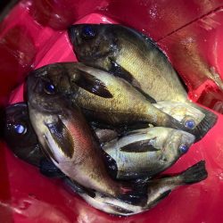 GWはメバリング