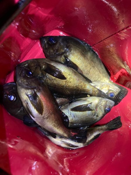 GWはメバリング