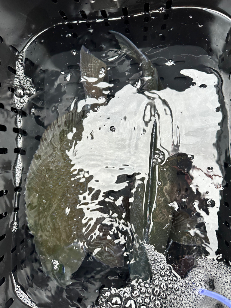 柏島フカセ釣り釣行