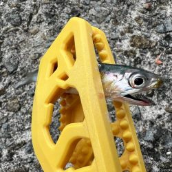 鯵を探して三千里 Vol.46