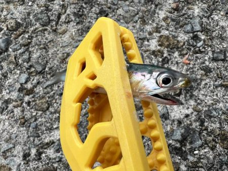 鯵を探して三千里 Vol.46