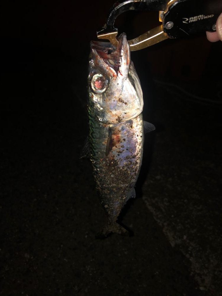 青物やめてシーバスに