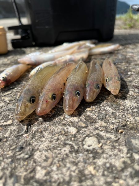 今年の初キス釣り