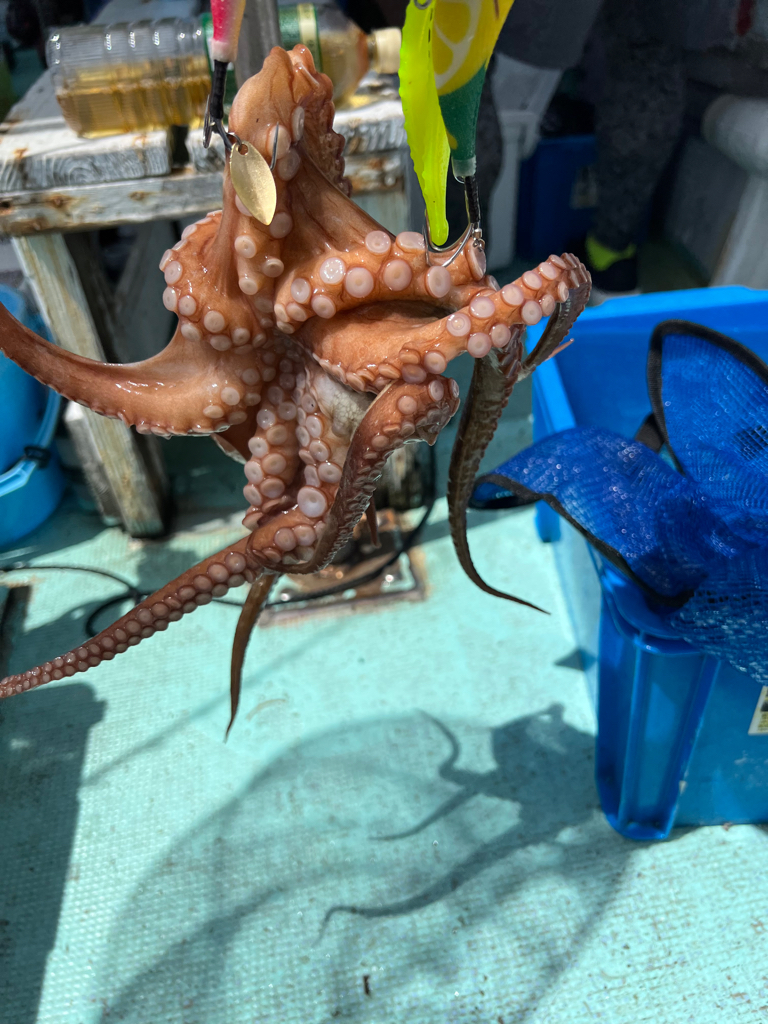 明石タコ🐙2日目🐙