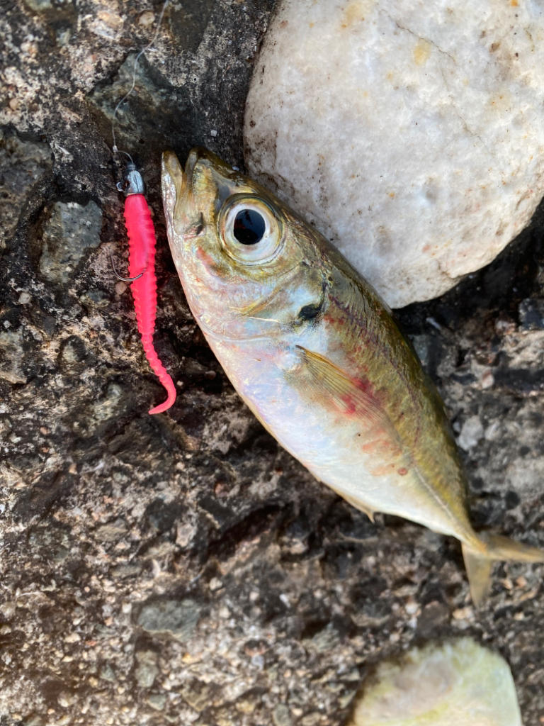 久しぶりの朝まづめ