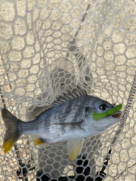 やっぱり武庫川！