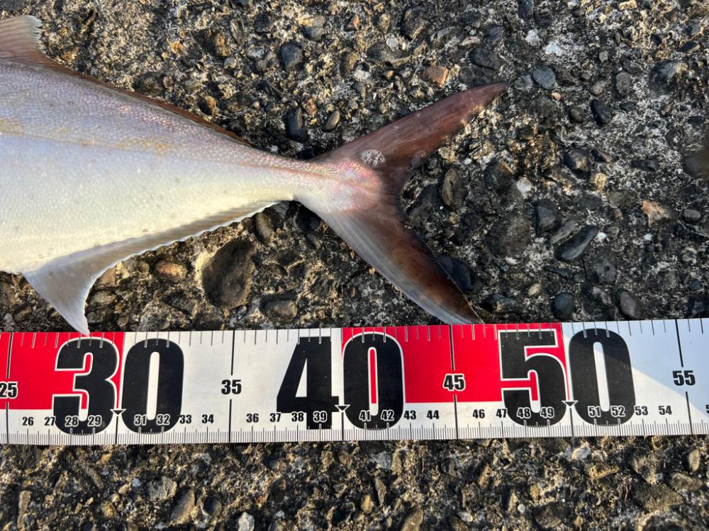 ポッパー不発もジグ高速巻きで！