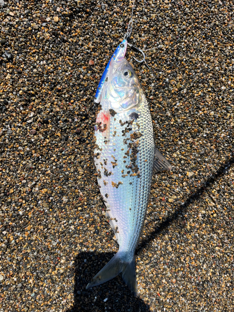 カタクチパーティー