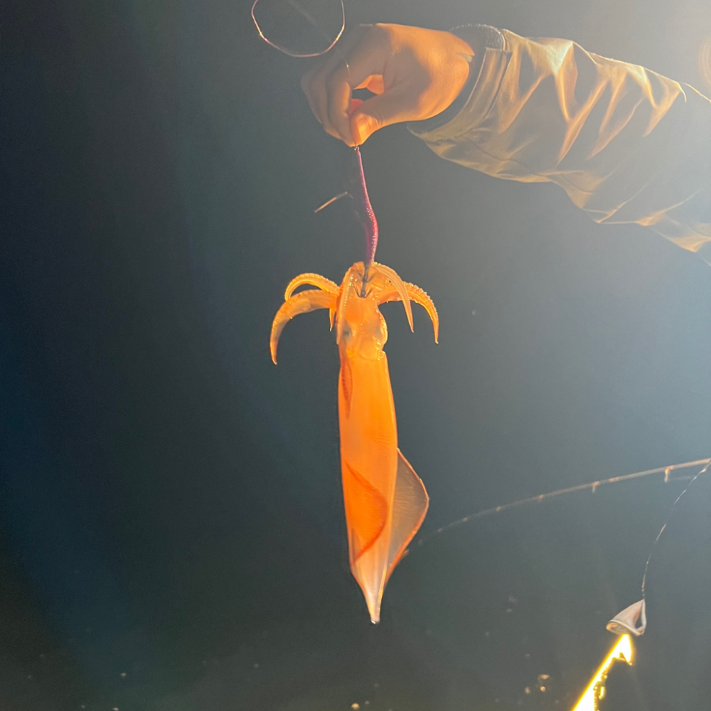 ケンサキイカ/イカメタル