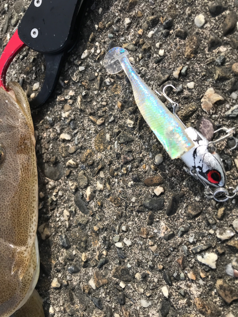 マチゴーたよ。マゴチ