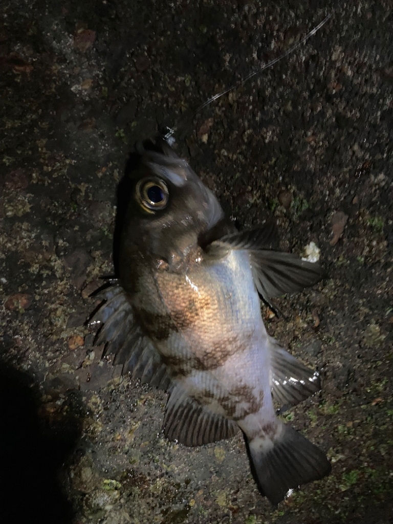 メバル狙いのはずが