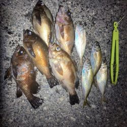 アジング、メバリング