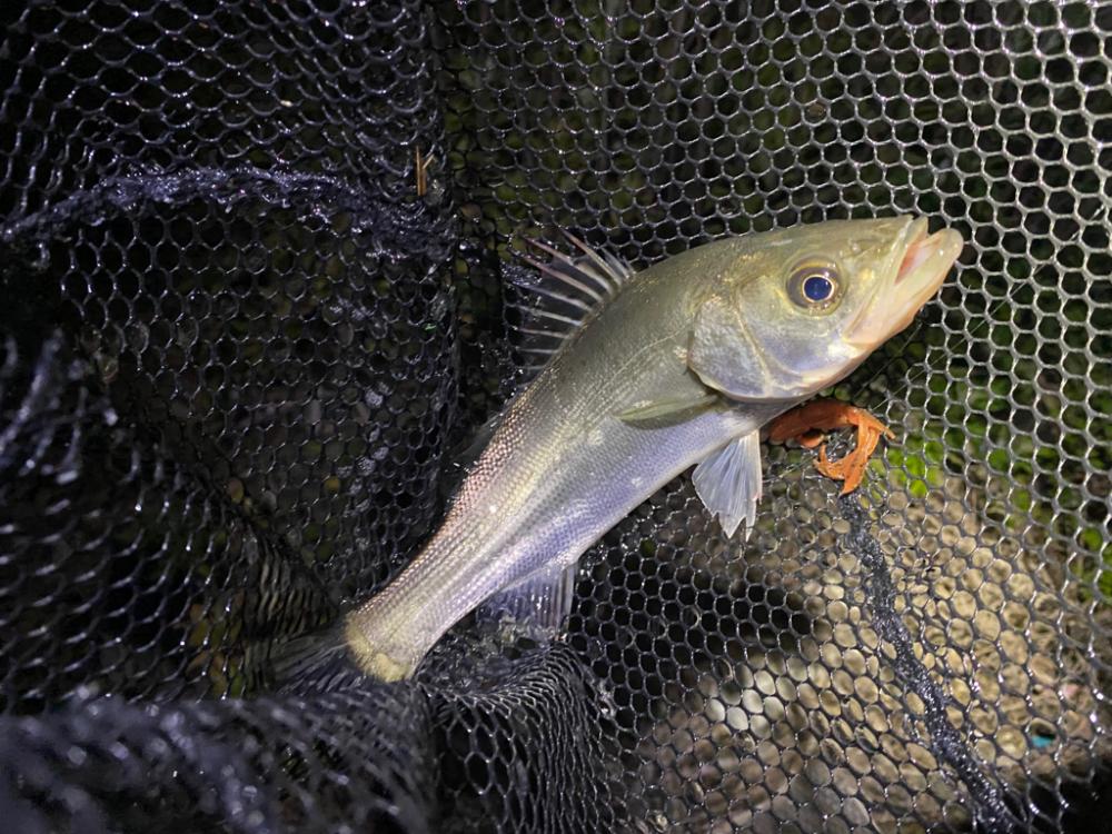 淀川ブリームゲーム