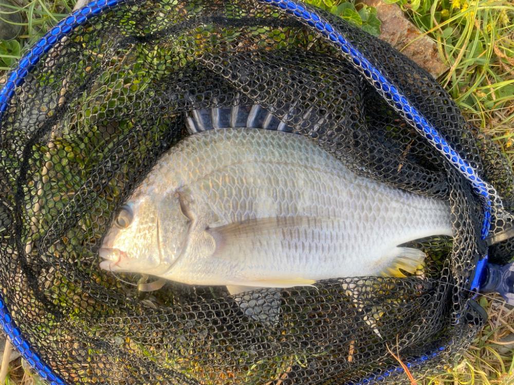 淀川ブリームゲーム