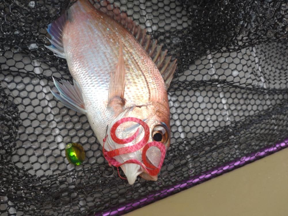 G7サミット、宮島周辺でのタイラバ!