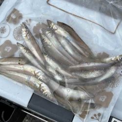 キス釣り開幕!サイズが極端に小さいけどボチボチ釣れます!!