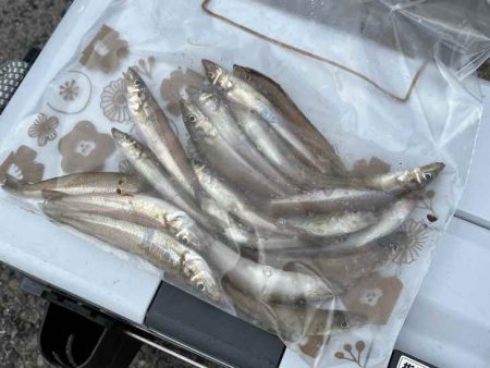 キス釣り開幕！サイズが極端に小さいけどボチ…