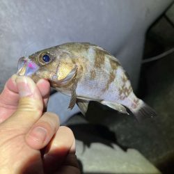 姫路でメバリング｜ワウムシャッド40モニター釣行