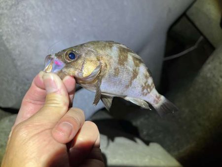 姫路でメバリング｜ワウムシャッド40モニター釣行